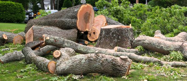 Large Tree Removal in Kokomo