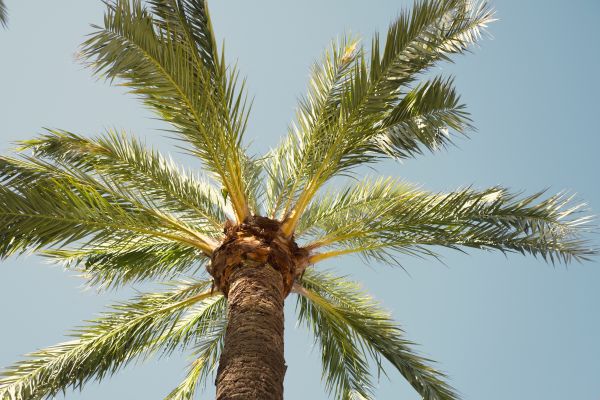 Palm Tree Removal in Kokomo