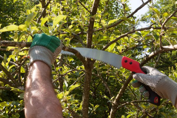 Small Tree Removal in Kokomo