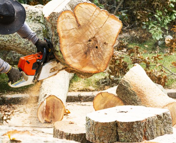Tree Removal Service in Kokomo