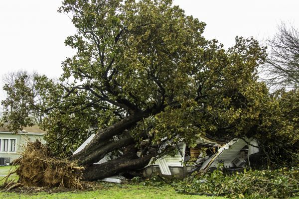 Fallen Tree Removal in Kokomo