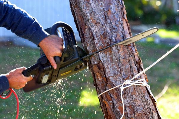 Dead Tree Removal in Kokomo