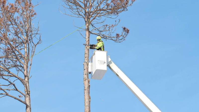 Tree Removal Equipment in Use