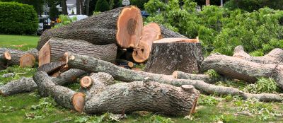Tree Removal Companies